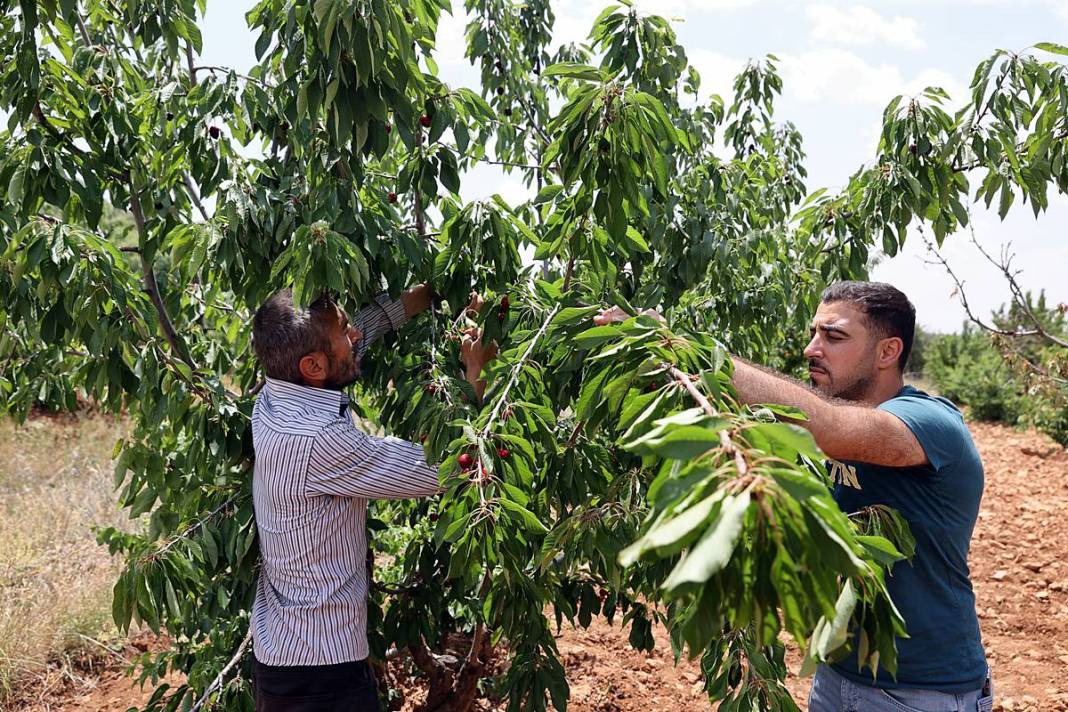 Güneydoğu'dan dünyaya: Napolyon kirazının inanılmaz yolculuğu! Sadece bir meyve değil; bu kirazlar umudun simgesi 8